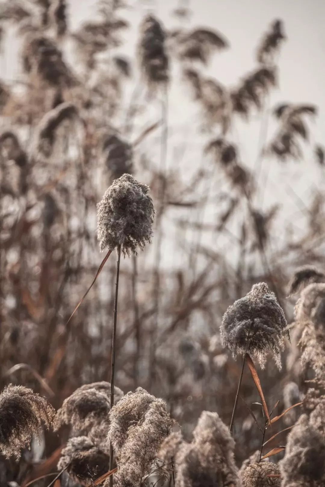 天津宁河生态小镇营销中心——自然与建筑共生的室内设计-4