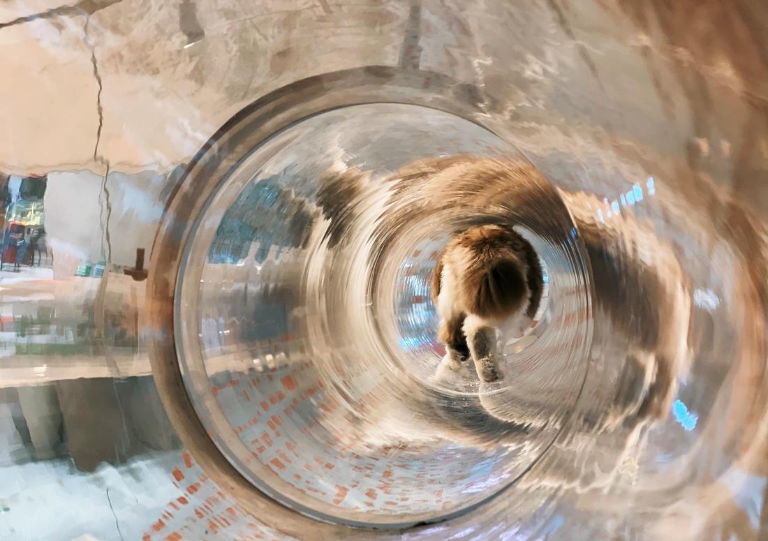 喵星人入侵 · 猫咪共享空间丨中国青岛丨黄士华-0