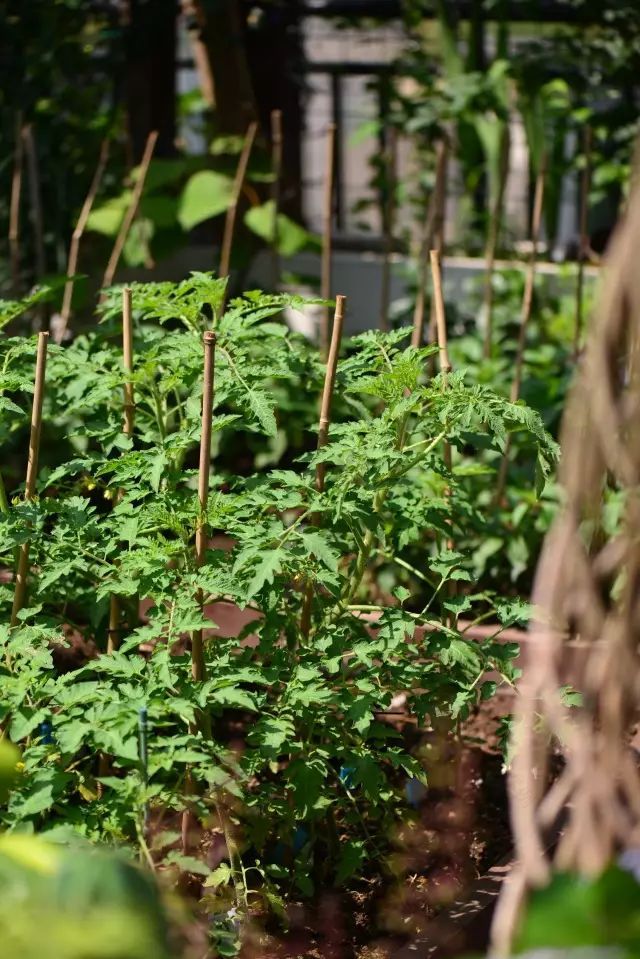 她在楼顶悄悄建了一座梦想花园,美翻了!这才是把日子过成诗的样子-79