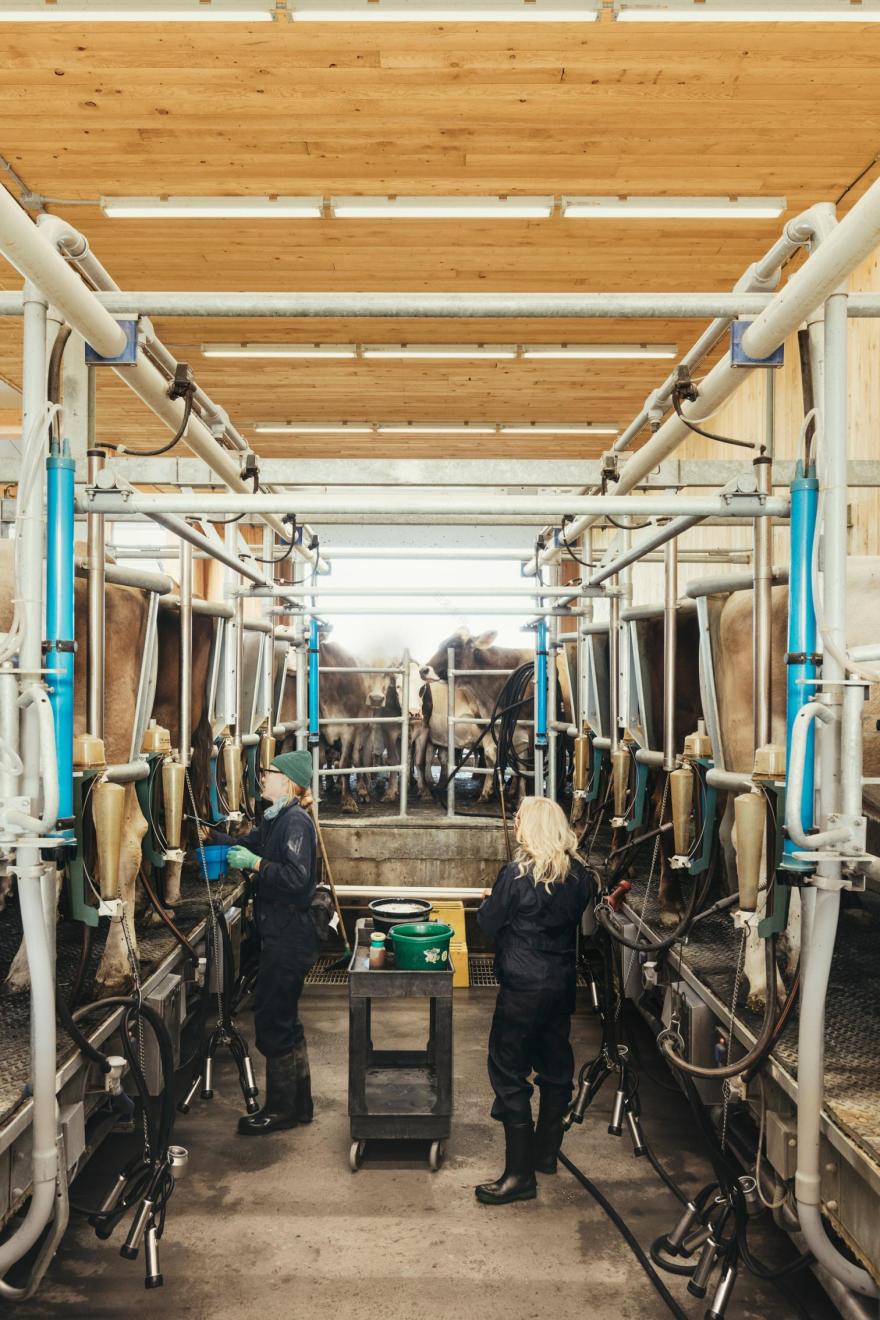 融入自然的奶牛棚设计-22