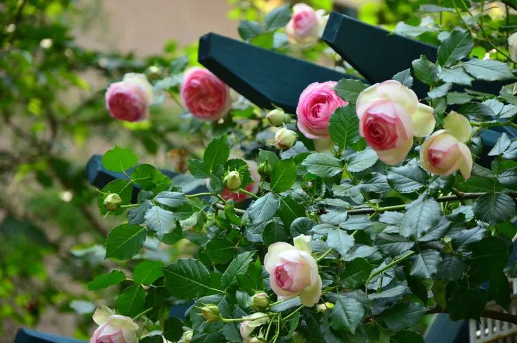 90后夫妻用4年时间，在魔都造了60平米花园，遛狗逗猫，好不惬意~-31