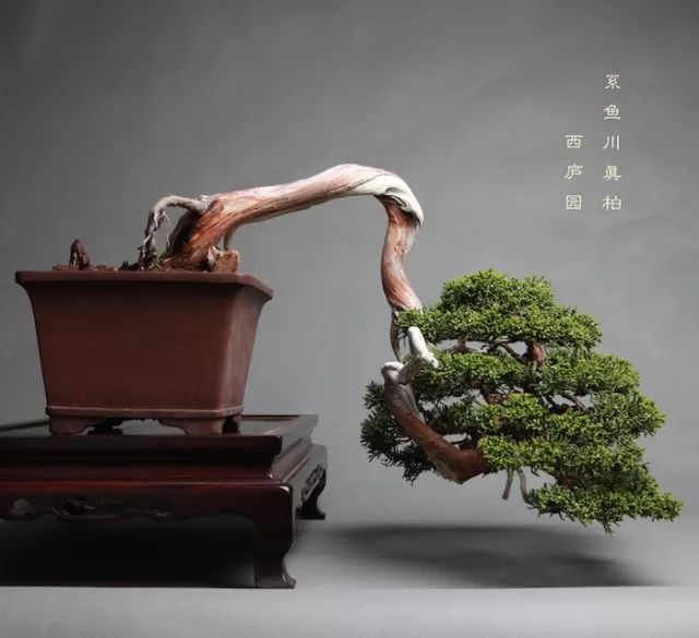 罗汉松 | 庭院中的守财吉祥树-35