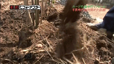 废墟庭院,漏水露台花园改造丨日本大阪丨金井良一-29