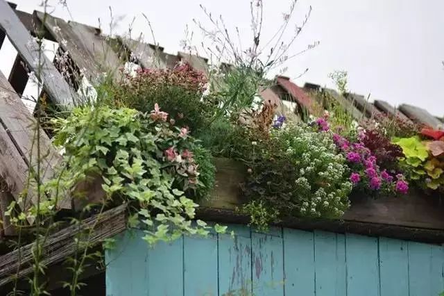 他建了座2亩的鲜花小院，满足你对花园的所有幻想-72
