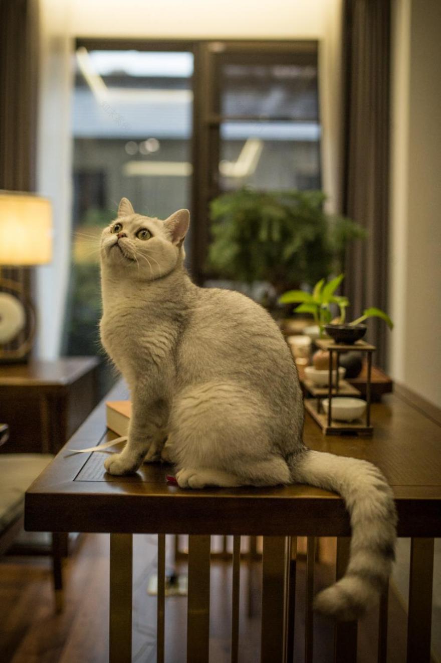 《绿城轻奢》演绎空间和谐,细节缔造完美-23