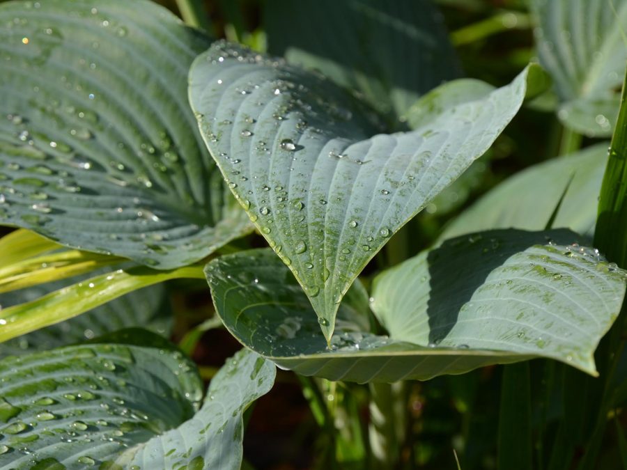 Eau de bonheur - Didier Danet - Entreprise Paysagiste-59
