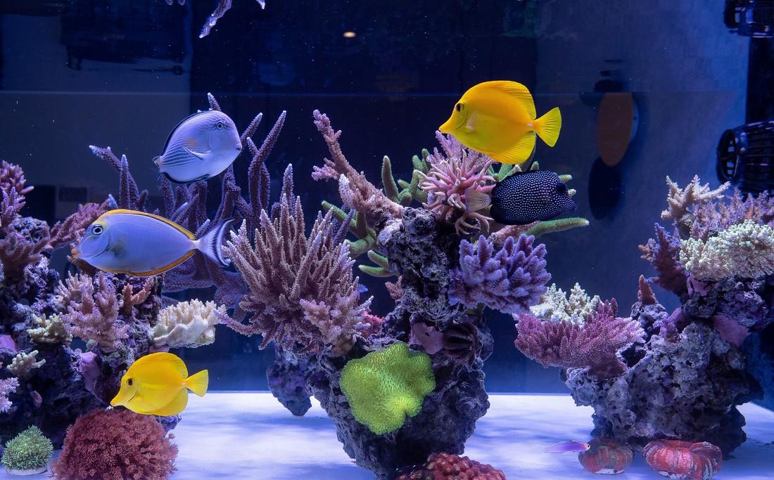 一人一宠一屋一物,打造多功能家居空间-4