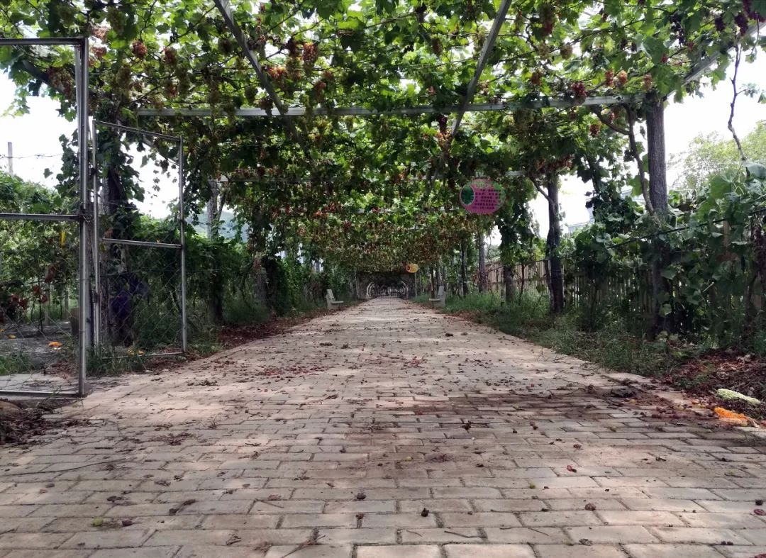 《大圩•龙熙•堤香》 | 旧物新生,打造自然人文空间-26