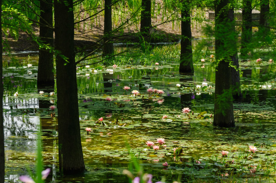 嘉定石冈门塘湿地公园-10
