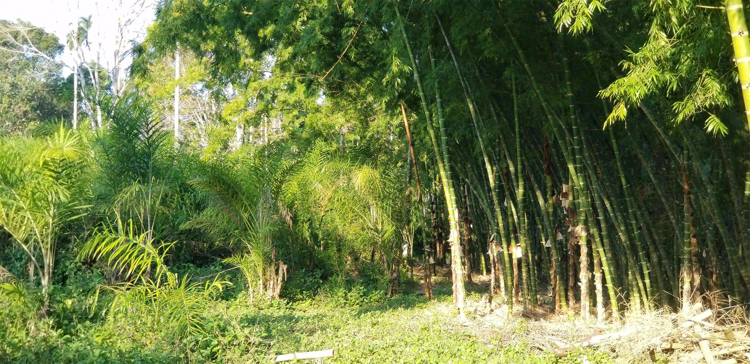 AYURU · 沉浸式自然体验中心丨巴西里约热内卢丨Atelier Marko Brajovic-26