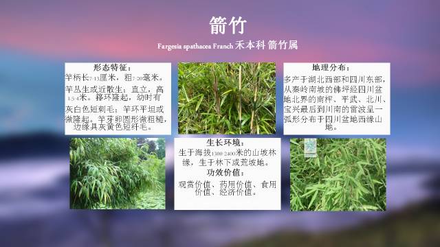 秋凌景观陪伴你学习的第3128天-91