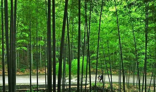 空灵无锡太湖剧院 | 竹海抽象,白柱金顶,智能算法优化结构-15