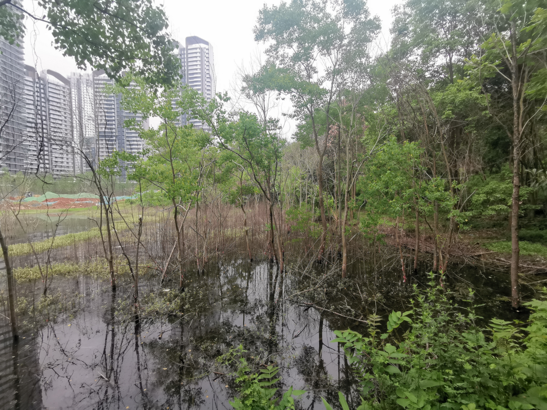 城市掌心的生态山野——麓野公园-54