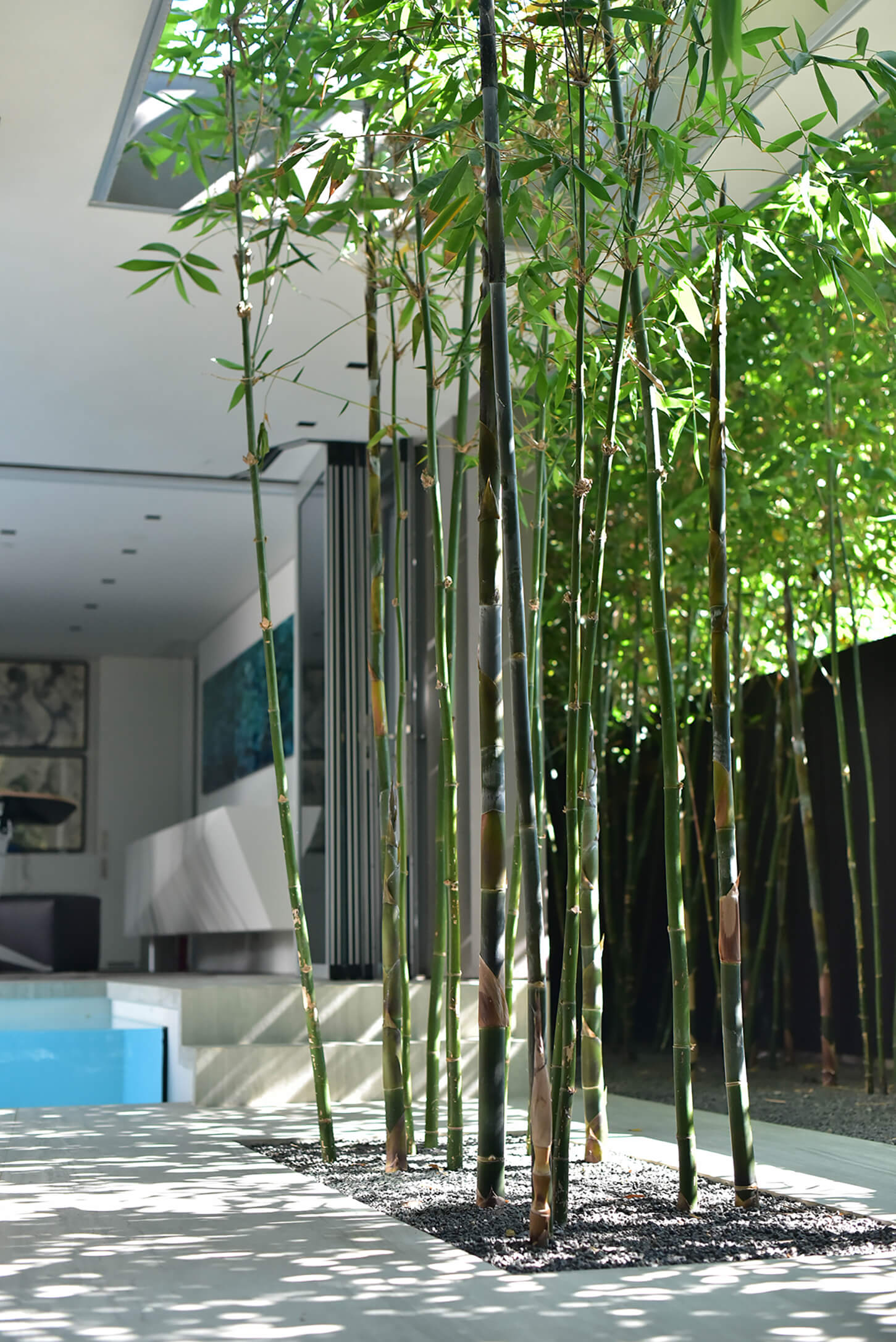 霍克·科罗纳多丨美国加利福尼亚-27