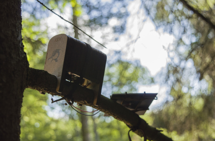 Robots in the wild could "serve nature in a positive way" by replacing vanishing species, says Robotanica curator-11