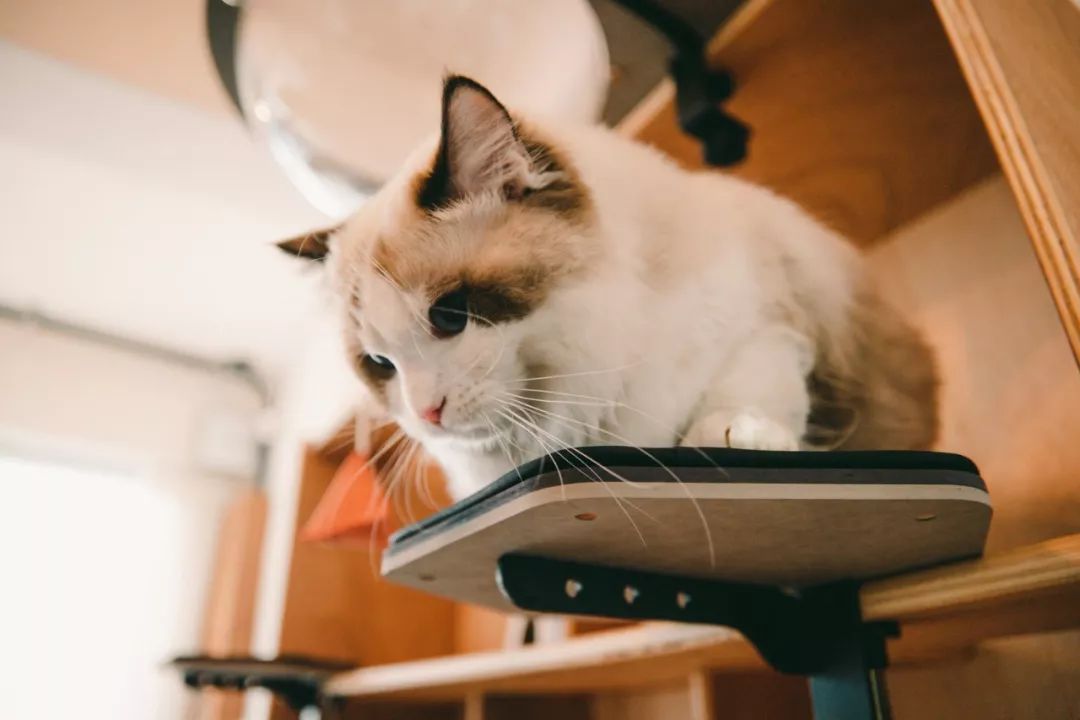 未来住宅设计趋势 | 猫元素融入家居生活-54