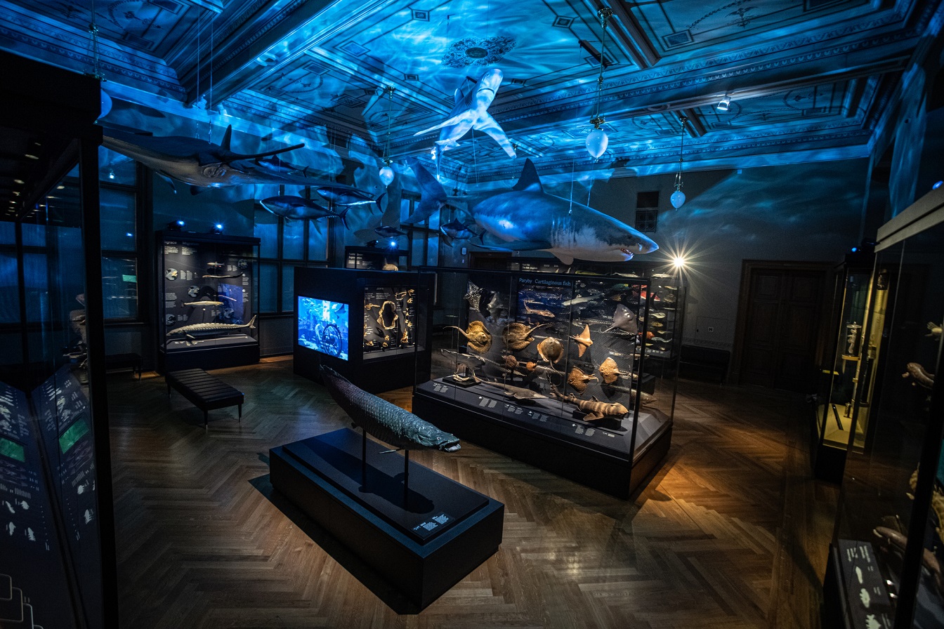 捷克国家博物馆进化奇迹展室内设计丨The Store Makers-4