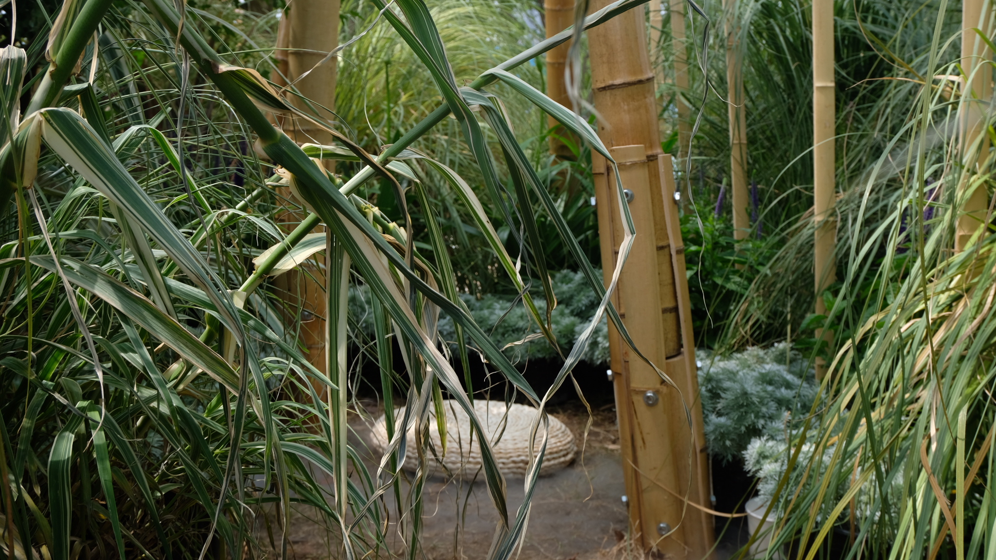 竹林丨中国成都丨Atelier Folie（北林风景建筑研究中心）-19