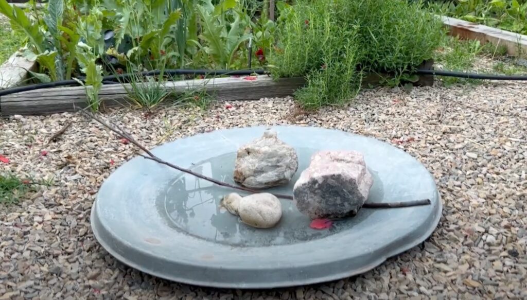 Jardinera Científica的花园（含菜园和鸟类喷泉）丨Dalila（Jardinera Científica）-26