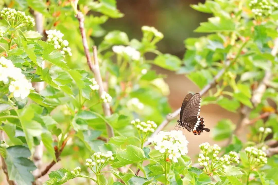 上海长宁区虹旭生境花园 | 城市野生动植物的绿色家园-66