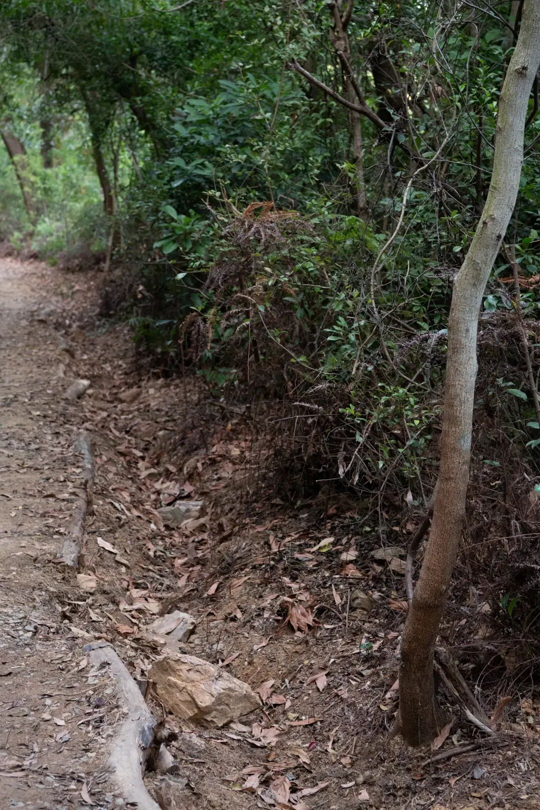 未名新作|山野有乾坤都市藏鲲鹏-深圳山海连城计划罗湖区东湖公园郊野径-莲塘口岸线-81