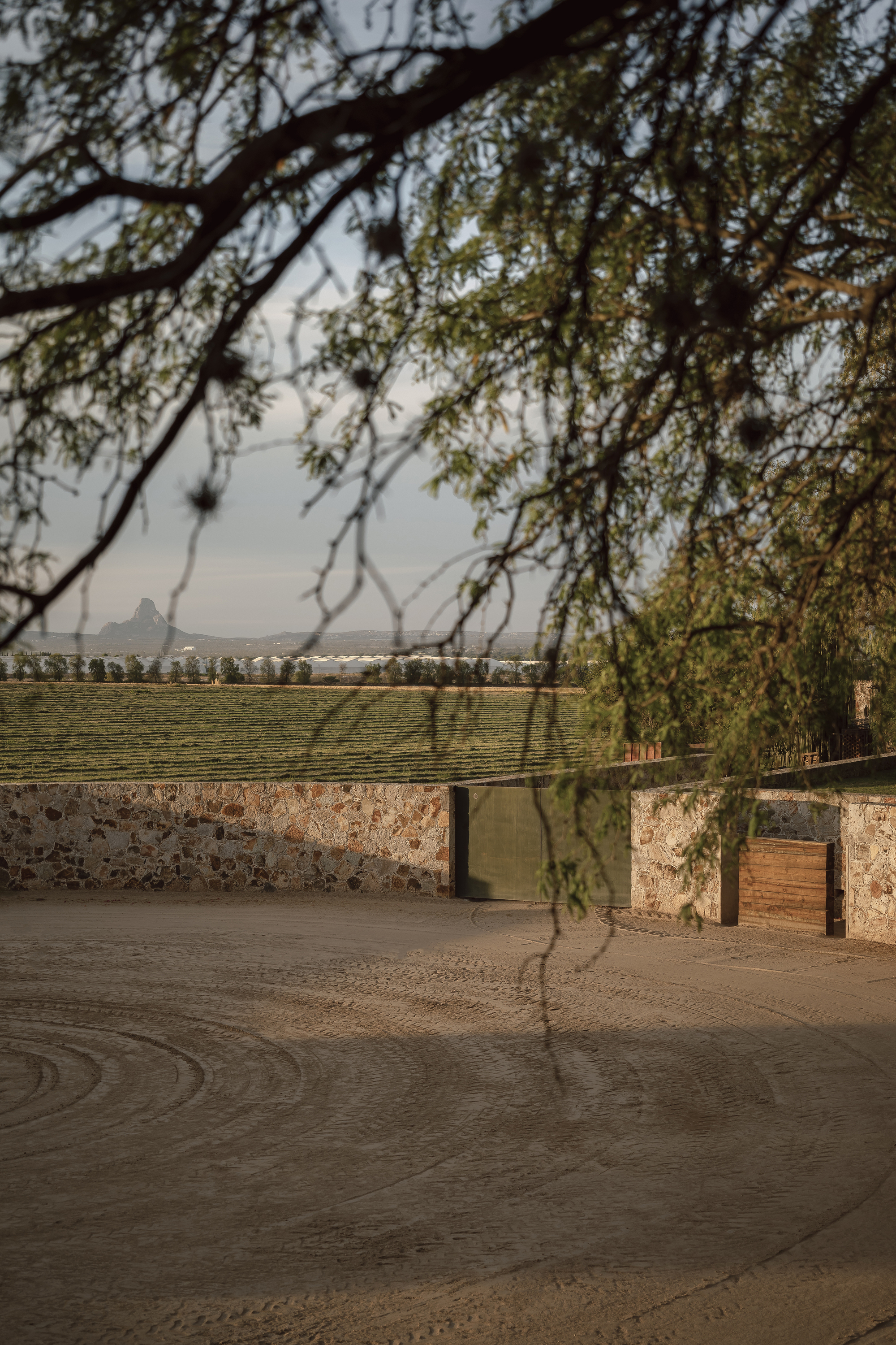 桑蒂利亚农场，宇宙（注：Cosmos常见含义为宇宙 ，但可能结合特定语境有其他更合适的表意，若这里Cosmos为特定名称，因缺乏更多信息，难保证是最精准表意） 丨墨西哥-26