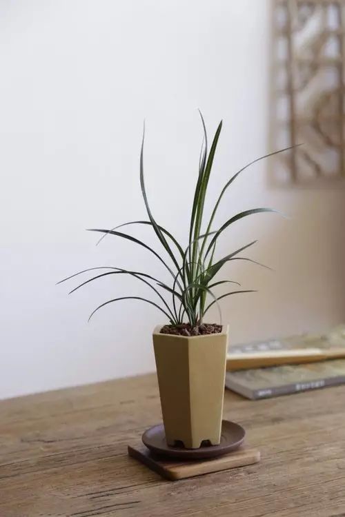 案上花草，闲时观 | 品味室内设计中的自然美学-31