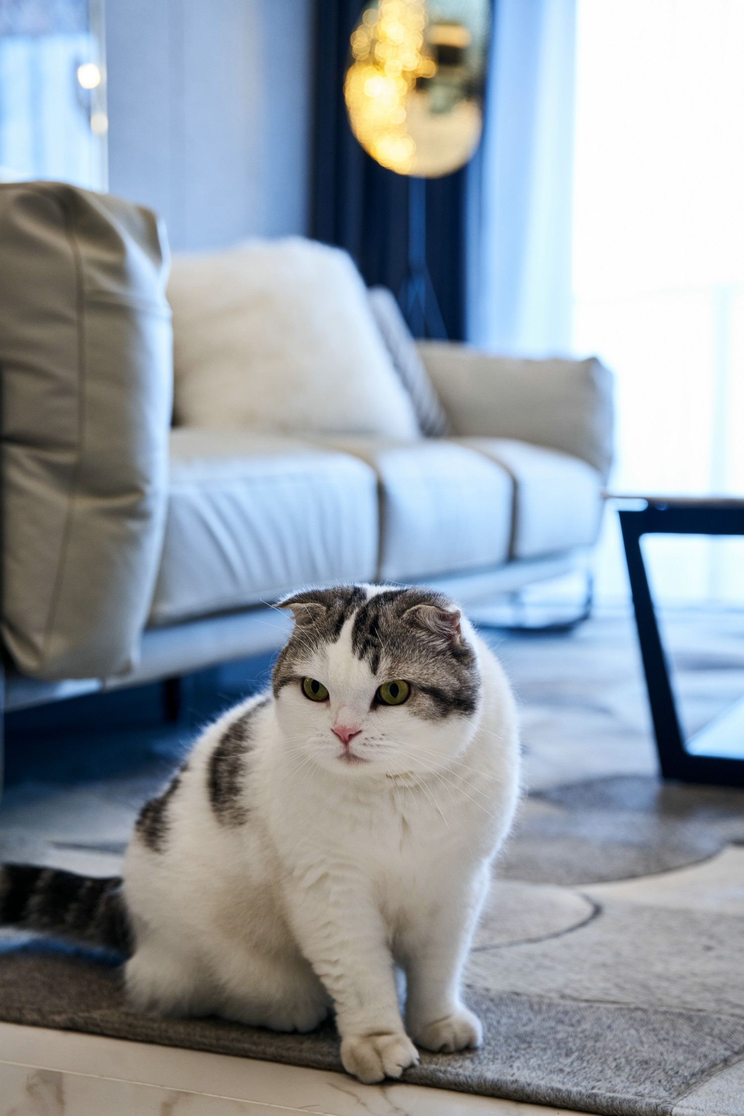 一屋两猫三餐四季丨中国杭州丨力设计-65