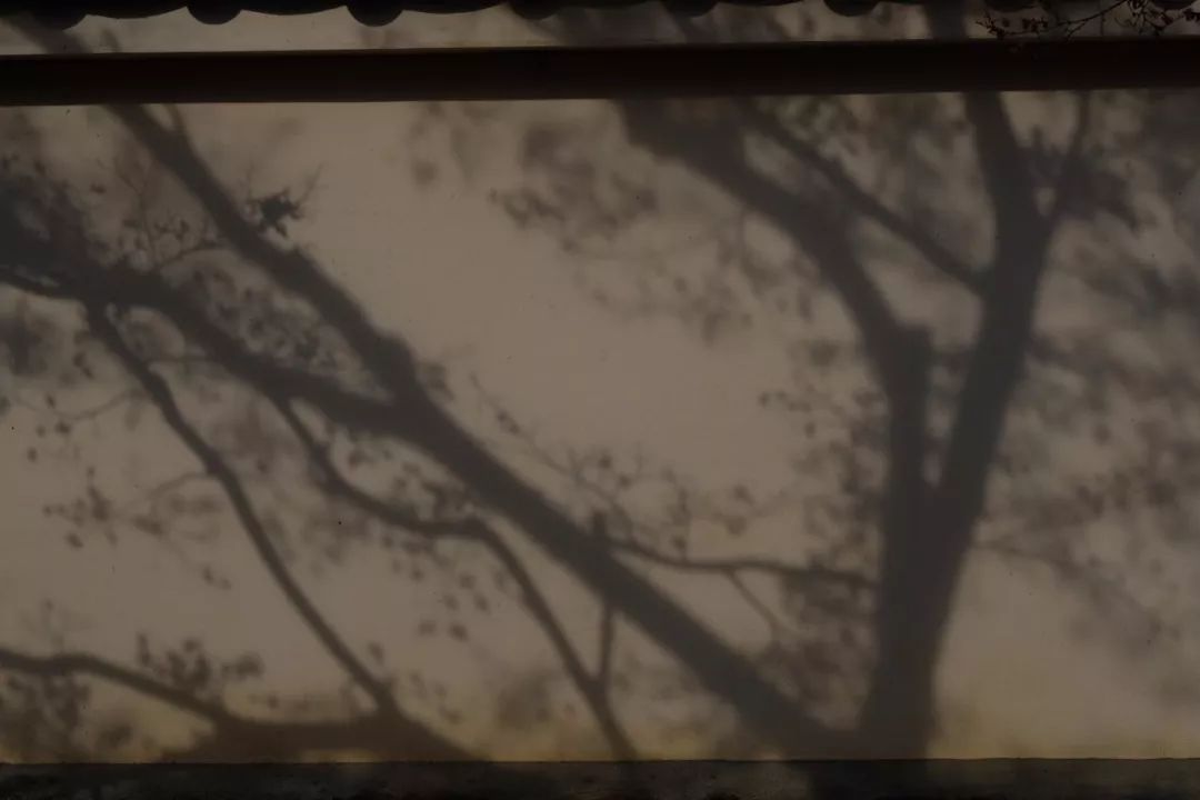 谢柯 | 自由生长的空间诗人-108