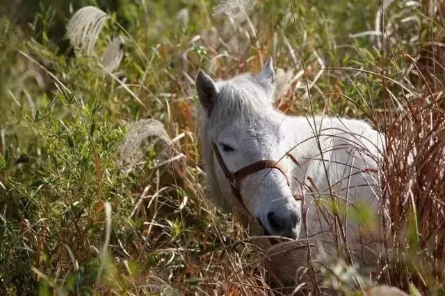 文艺大叔租下8亩林场，花16年种花养草，如今惊艳世人，连美国杂志都给他点赞-90