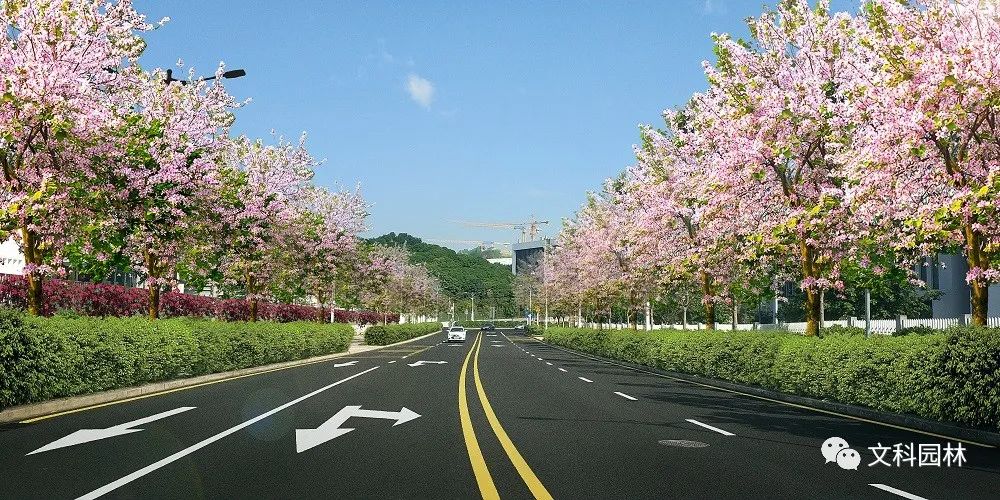 深圳南山区市政道路行道树补植工程设计-9