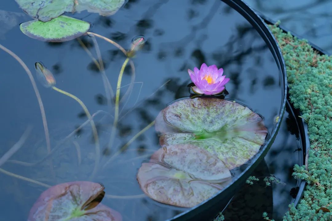 上海浦发仁恒·有园丨中国上海丨上海澜道环境设计咨询有限公司-5