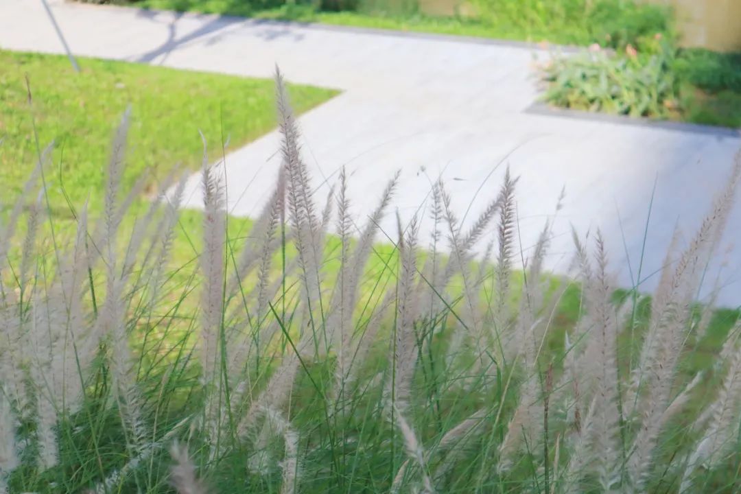 东莞国际商务区市政配套设施景观丨中国东莞丨文科园林-9