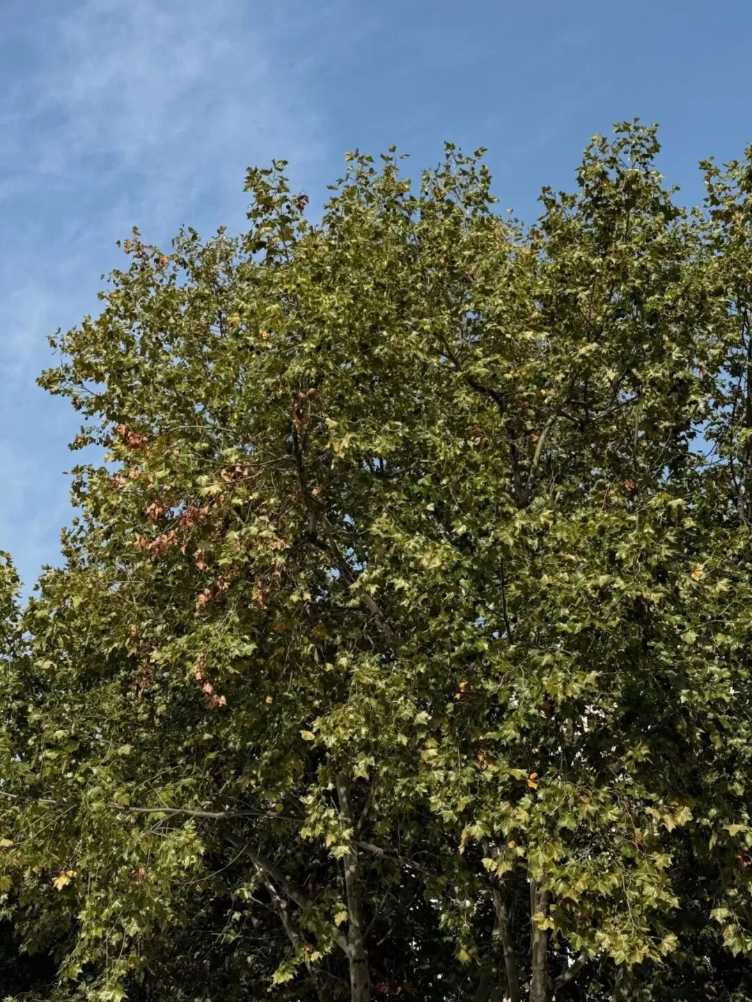 ADDICTCOFFEE痴谜者咖啡|青岛店-68