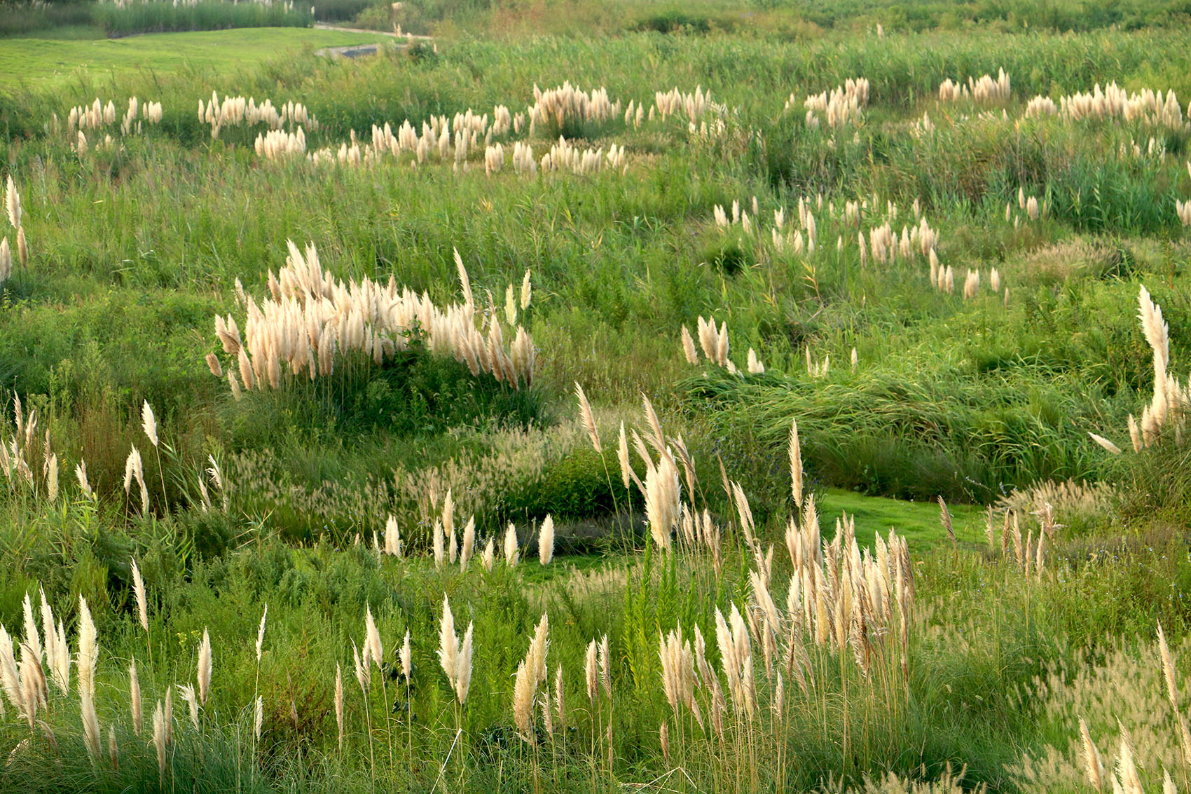 多岛海野草公园丨中国日照丨孔祥伟工作室-38