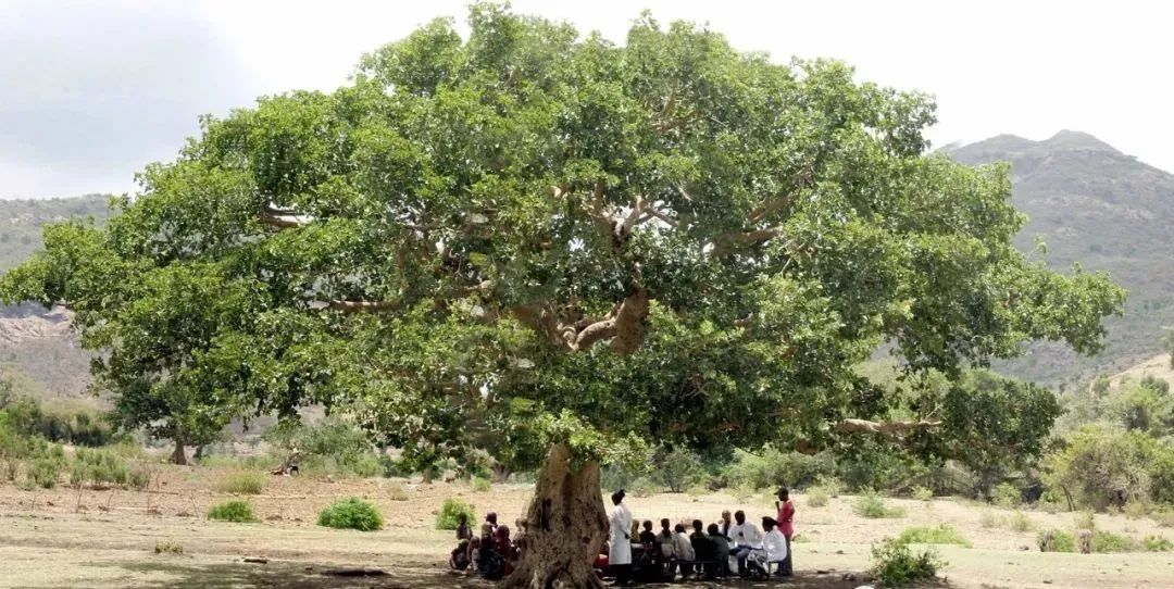 非洲“花篮”供水设计,竹条编织 Warka Water 成取水利器-2