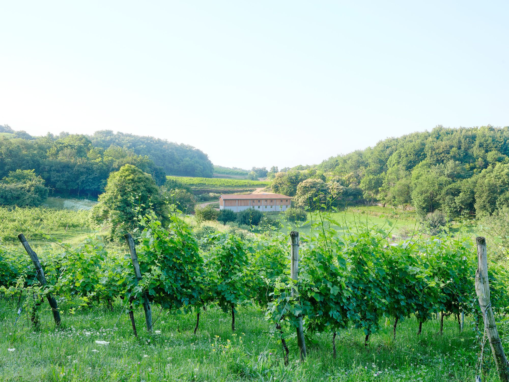 Vecie 酒庄生产设施丨意大利丨MASAAI 工作室-7