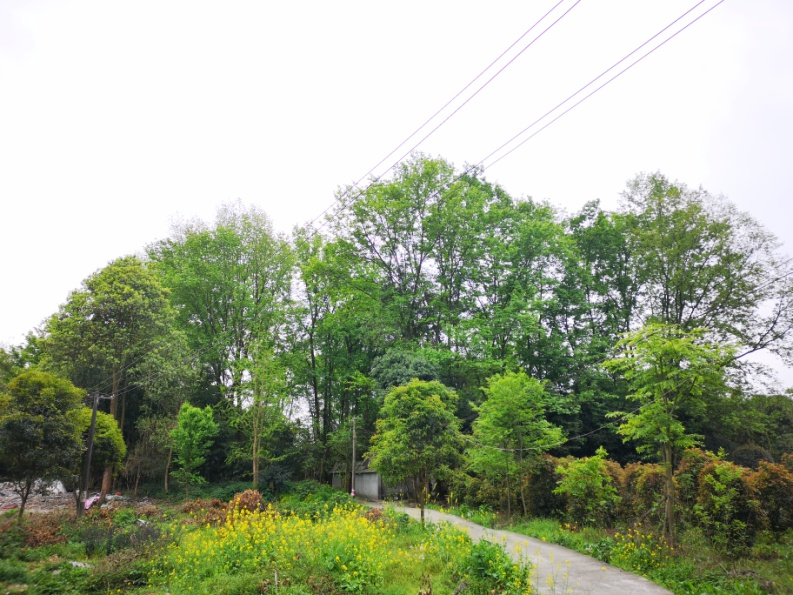 中国西南首个稻田主题日式温泉度假村-12