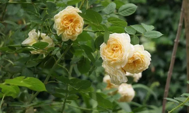 她花了4年，用月季，铁线莲，绣球把农村破败的小院打造成了花海，惊艳了时光-34