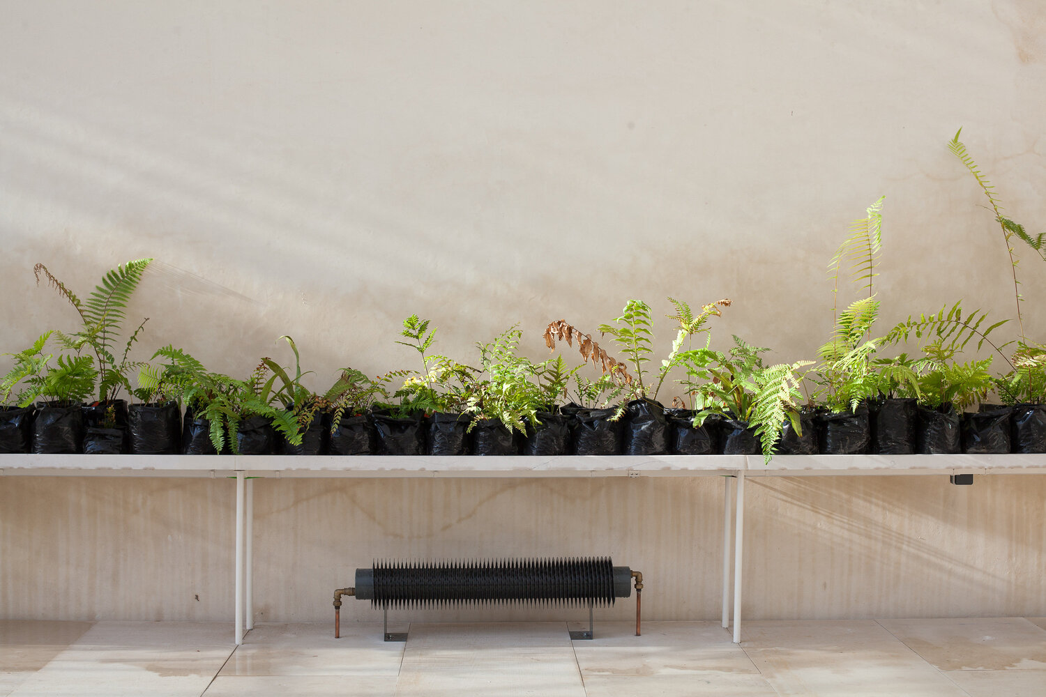 科英布拉大学植物园热带温室丨意大利布拉丨若昂·门德斯·里贝罗-16