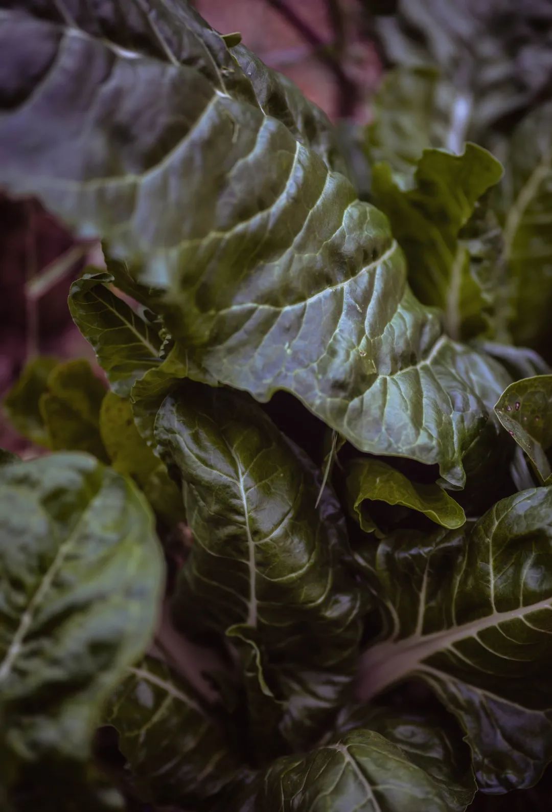 伊比沙岛自然之美 | La Granja Ibiza 农舍设计-24