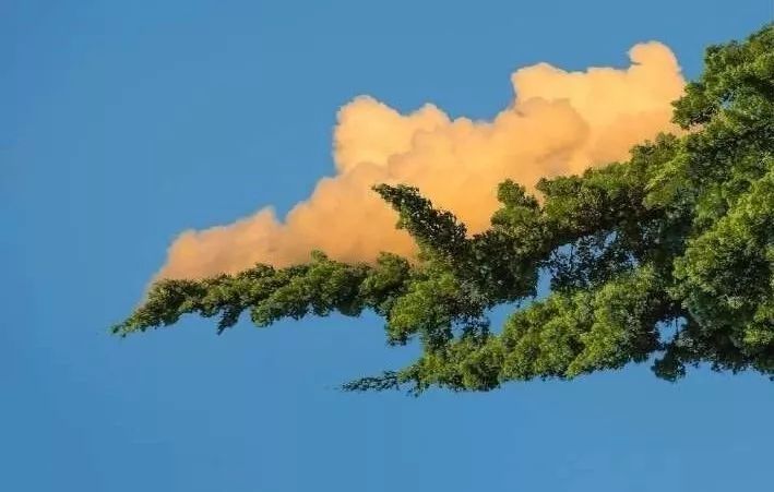 繁花密林中的新美学空间-2