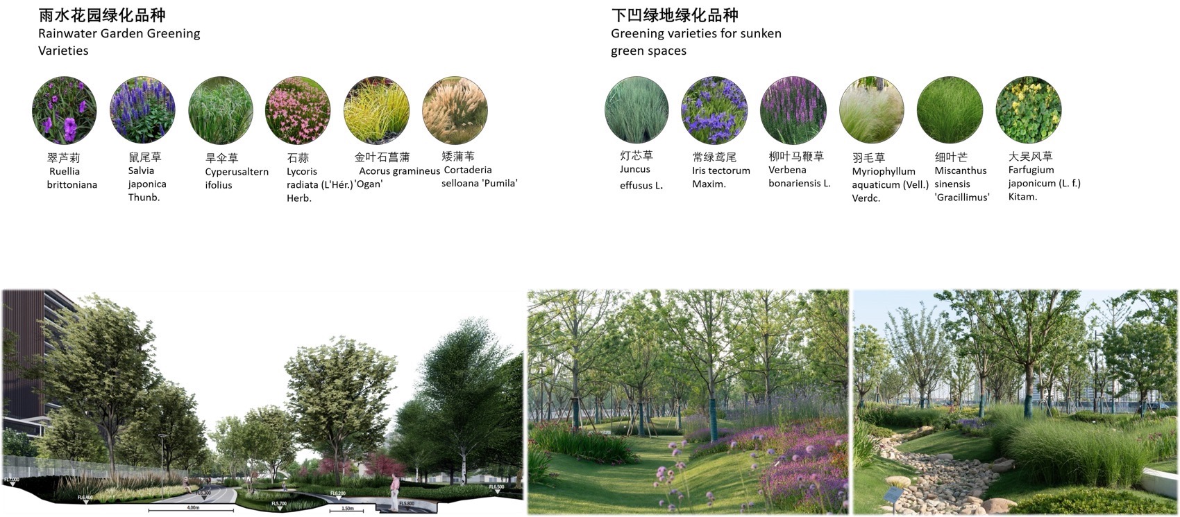 上海金泽镇培雅南路东侧绿地景观设计丨中国上海丨上海联创设计集团股份有限公司景观设计部-120