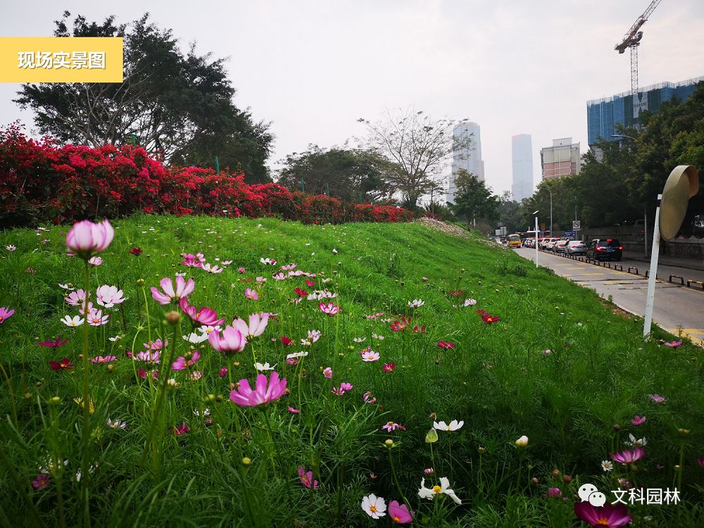 深圳花城建设 | 广深高速福田、皇岗出入口景观改造提升-54