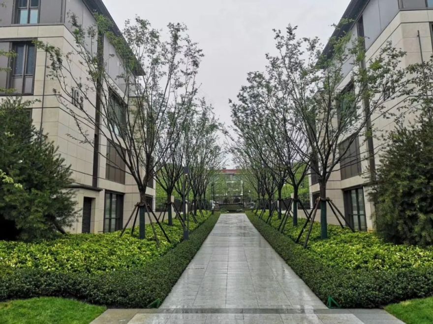 园路列植设计丨上景总工办-54