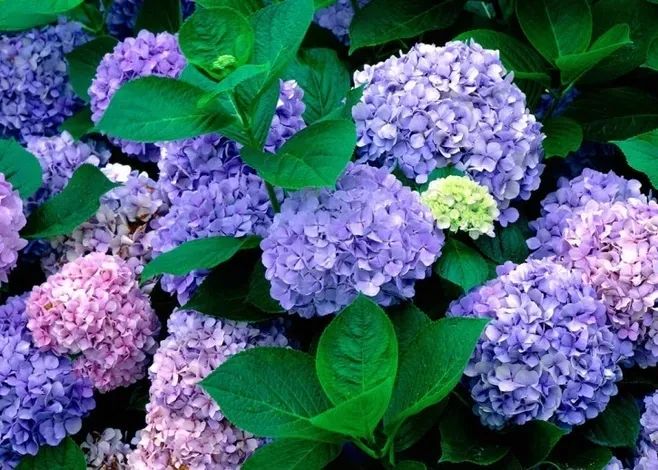 花园植物养护篇·绣球-73