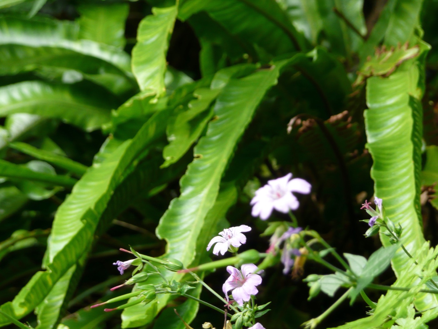 城市中的红名单花园丨Buro Harro-12