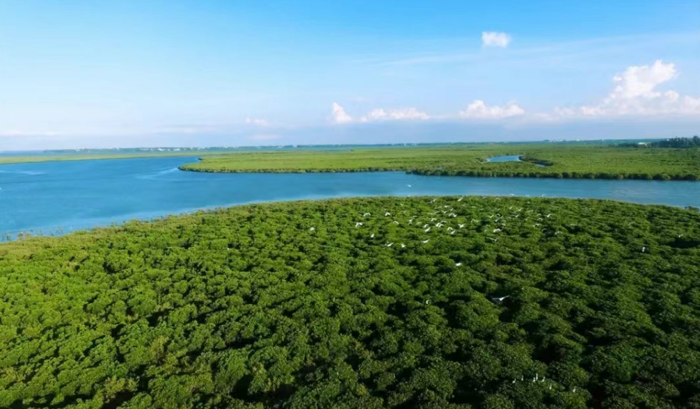LDG动态︱海口东寨港红树林旅游区：生态典范，设计华章-5