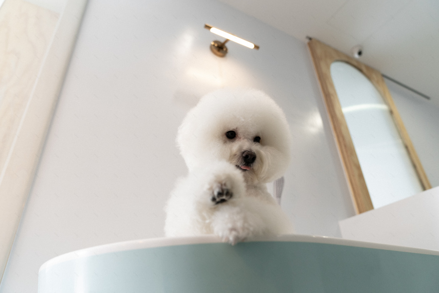 Mu Pet Salon 毛小孩與毛爸媽的療癒沙龍丨中国台中丨Haven Space Design-41