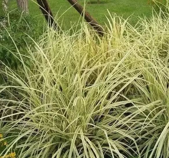 花境设计常用 60 种植物,让花园变得绚丽多彩-148